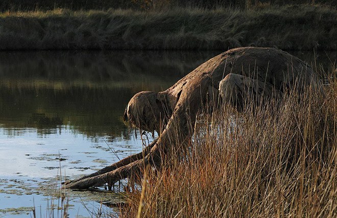 Buổi tối gặp những bức tượng đầm lầy này đảm bảo du khách hết hồn bỏ chạy - 7