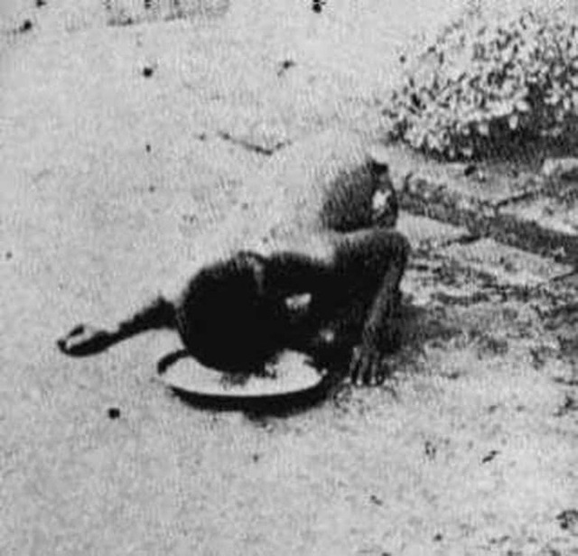 "cau be rung xanh" doi thuc: chi an thit song, khong noi tieng nguoi va cai ket dau long - 3