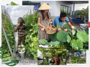 Nhà đẹp - Bố Sài Gòn biến sân thượng thành vườn rau, ăn không hết phải nài nỉ hàng xóm sang lấy về