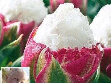 Ngỡ ngàng loài hoa lạ khi nở giống hệt cây kem, nhìn là muốn ăn
