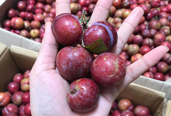 7 loại trái cây là amp;#34;đặc sảnamp;#34; mùa hè nếu muốn ăn phải lưu ý điều này kẻo hỏng người - 4