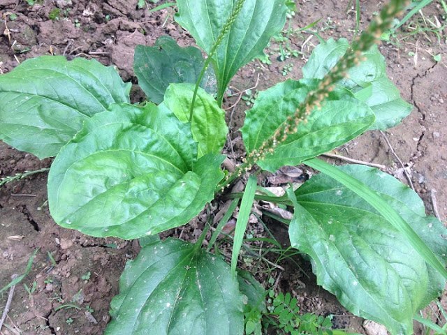 Loại cây dại mọc đầy đường tưởng không ăn được, đem nấu canh lại ngon xuất sắc - 3