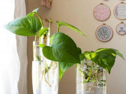 Nhà đẹp - Cách trồng cây trầu bà đơn giản tại nhà, dân không chuyên vẫn làm được