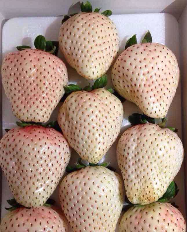 Loại dâu tây mùi thơm như dứa luôn trong tình trạng amp;#34;cháy hàngamp;#34; vì quá ngon - 1