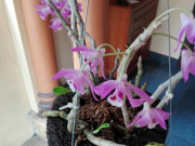 Nhà đẹp - Kỹ thuật trồng lan trầm tím, vài tháng ra kết quả mỹ mãn