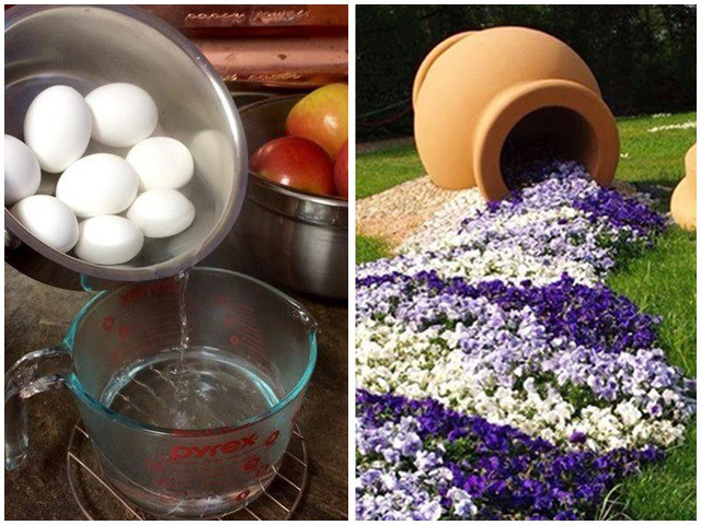 Luộc trứng xong đem đổ nước ra vườn, cây vụt lớn tốt hơn bón phân