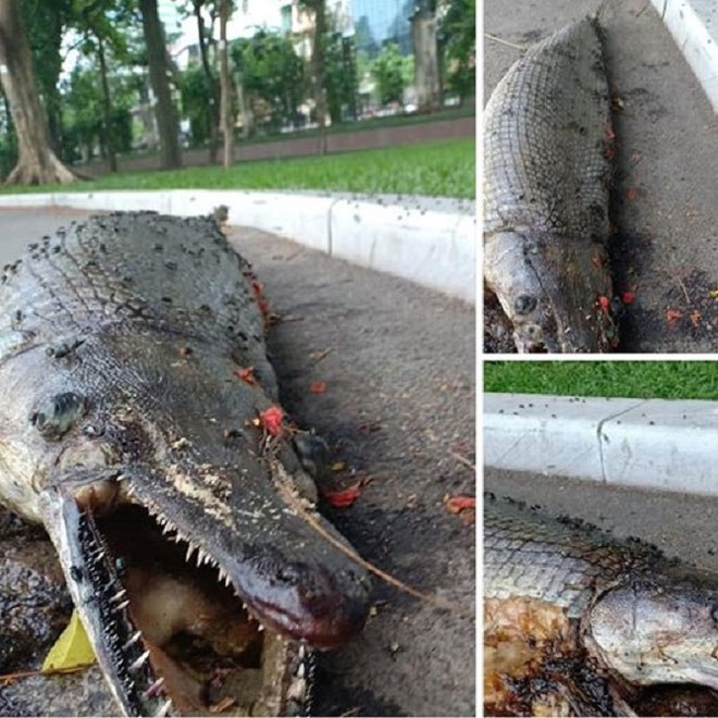 Tin tức 24h: Mẹ đơn thân xấu “xúc phạm người nhìn” sau 2 năm dao kéo giờ ra sao? - 4
