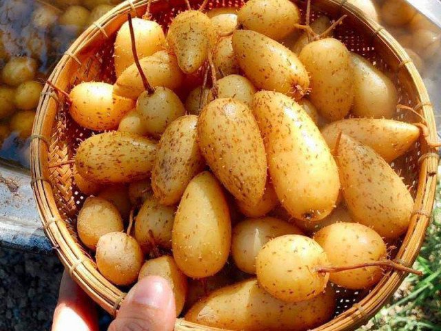 Trời cực nắng nóng có một loại củ ăn mát cả người nhưng mang cái tên nghe ngồ ngộ