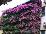 Clip Eva - Ấn tượng căn nhà năm tầng phủ kín hoa giấy