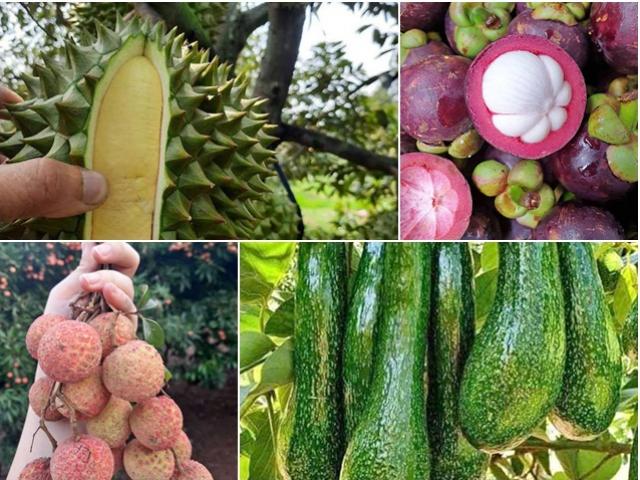 5 loại hoa quả hot nhất hè năm nay, giá rẻ kỷ lục: Chọn thế nào để quả tươi ngon