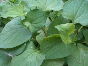 16 tác dụng của rau diếp cá cực kỳ có lợi cho sức khỏe