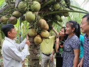 Xem ăn chơi - Vườn dừa sáp đặc sản đầy trái, bán đắt tiền vẫn hút khách du lịch tới xem