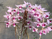 Nhà đẹp - Cách trồng lan phi điệp đúng chuẩn, không phải chuyên gia vẫn cho hoa tuôn như suối