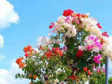 Vương quốc hoa giấy của anh nông dân miền Tây, có cây tiền cả trăm triệu