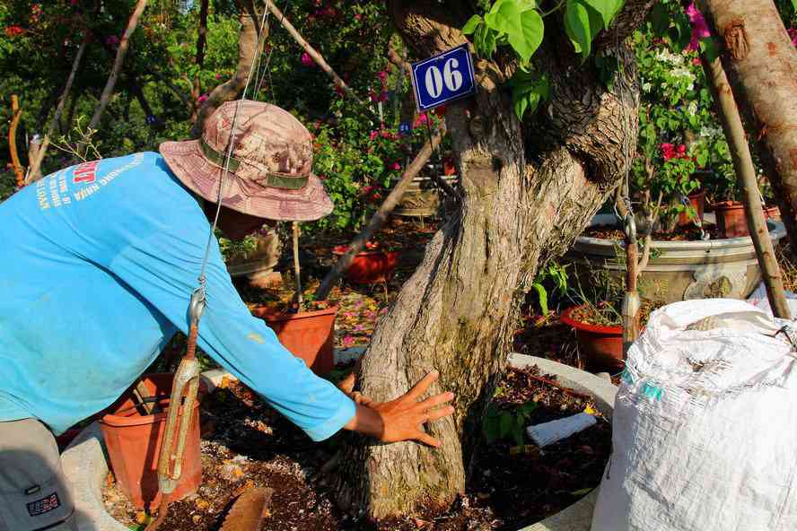 amp;#34;Vương quốcamp;#34; hoa giấy của anh nông dân miền Tây, có cây tiền cả trăm triệu - 3