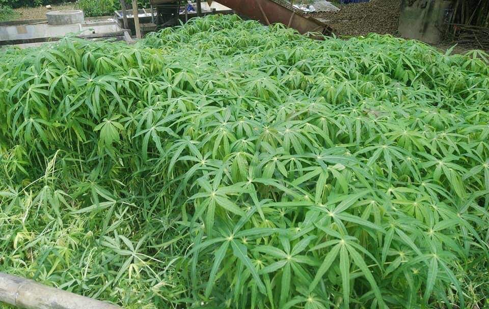 Bán amp;#34;món ăn nhà nghèoamp;#34; ở Hà Nội, bất ngờ kiếm hơn chục triệu đồng mỗi tháng - 2