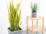 Nhà đẹp - Phòng tắm đặt loại cây "thần thánh" này, 1 tuần không dọn vẫn thơm ngát