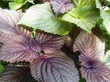 18 tác dụng của lá tía tô với sức khỏe và làm đẹp