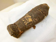 Tin tức - Kiểm tra xác ướp con chim cổ đại 2.100 năm trước, ngỡ ngàng khi phát hiện sự thật