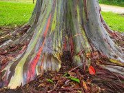 Xem ăn chơi - Kỳ bí cây bạch đàn bảy màu cầu vồng đến nay vẫn chưa có lý giải