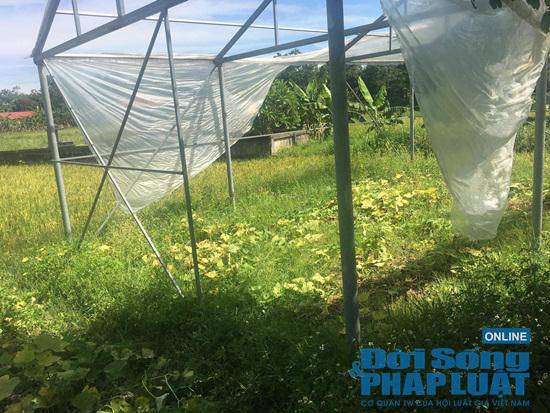 Trang trại 300 tỷ của sư thầy Thích Thanh Toàn ở chùa Nga Hoàng giờ ra sao? - 5