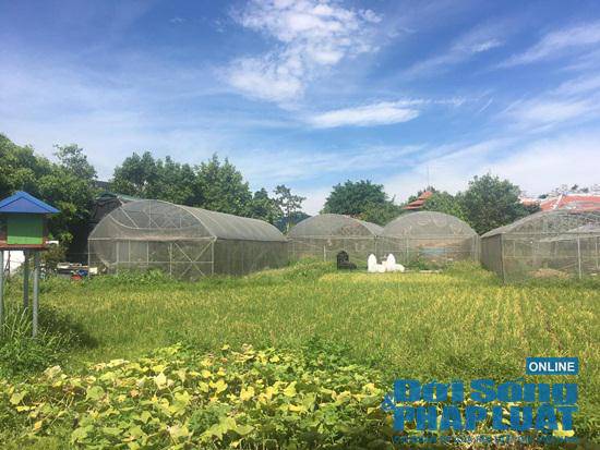 Trang trại 300 tỷ của sư thầy Thích Thanh Toàn ở chùa Nga Hoàng giờ ra sao? - 7