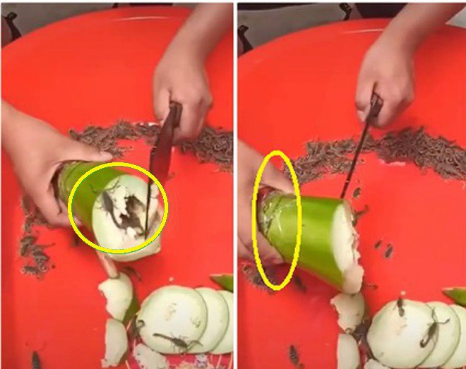 Rợn người cảnh cô gái bổ bầu bên trong bọ cạp chui ra, CĐM lập tức “vạch trần” sự thật - 1