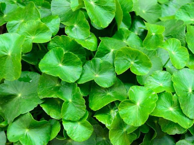 Không thể bỏ qua lợi ích sức khỏe của gotu kola