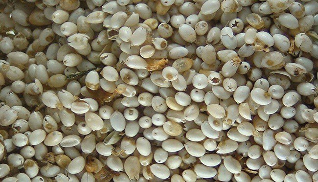 Thứ cực bổ cho vua chúa, ra ao hồ bắt về bán nửa triệu/kg nhưng hiếm có - 1