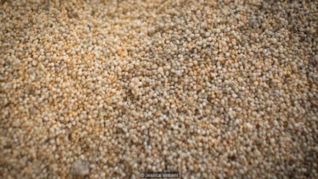 Thứ cực bổ cho vua chúa, ra ao hồ bắt về bán nửa triệu/kg nhưng hiếm có - 10