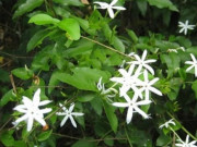 Sức khỏe - 13 tác dụng của chè vằng trong trị bệnh và làm đẹp