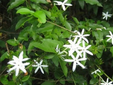 13 tác dụng của chè vằng trong trị bệnh và làm đẹp