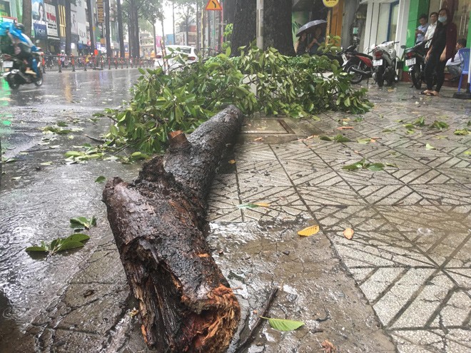 Mưa kèm dông lốc làm nhánh cây có đường kính lớn bất ngờ tét nhánh rơi xuống đường 3/2 khiến 2 người bị thương.