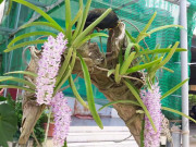 Nhà đẹp - Cách trồng lan đuôi chồn trong nhà, đơn giản mà hiệu quả bất ngờ