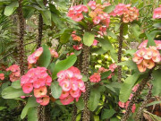 Nhà đẹp - Trồng xương rồng bát tiên dễ như chơi, không chăm sóc hoa vẫn đua nhau nở