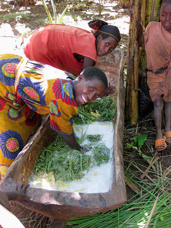 Đổ đống chuối chín vào thân cây rồi giẫm nát: Loại nước uống thử 1 lần là nhớ mãi - 5