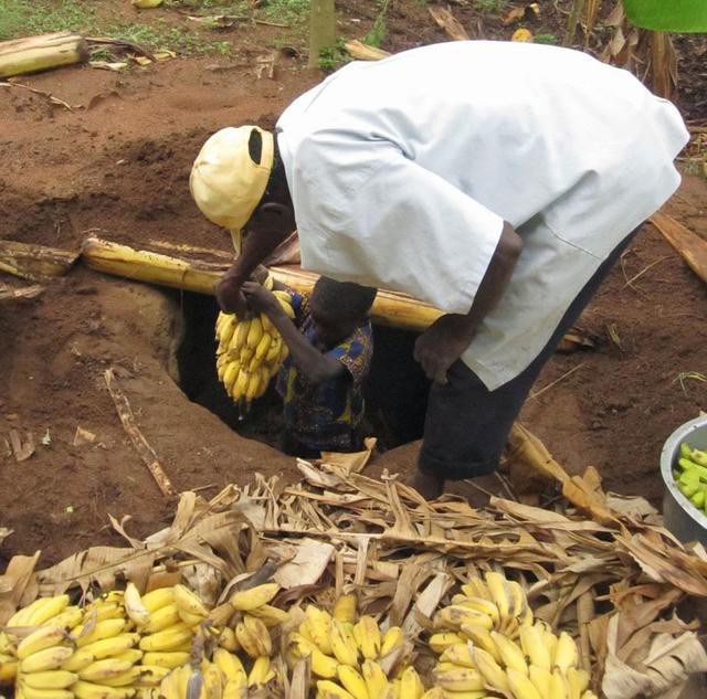 Đổ đống chuối chín vào thân cây rồi giẫm nát: Loại nước uống thử 1 lần là nhớ mãi - 10