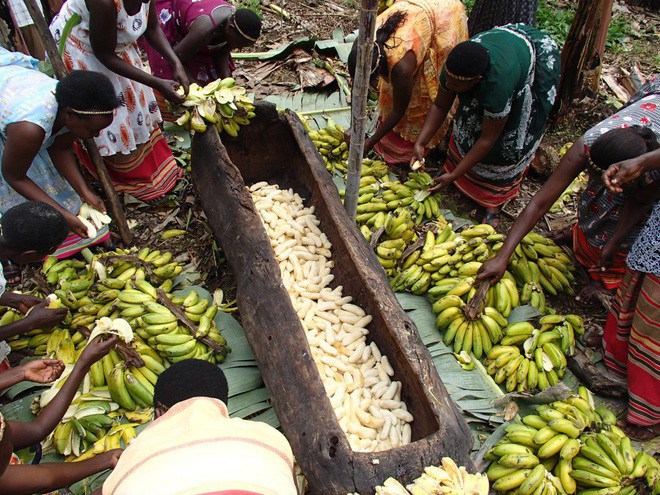 Đổ đống chuối chín vào thân cây rồi giẫm nát: Loại nước uống thử 1 lần là nhớ mãi - 11