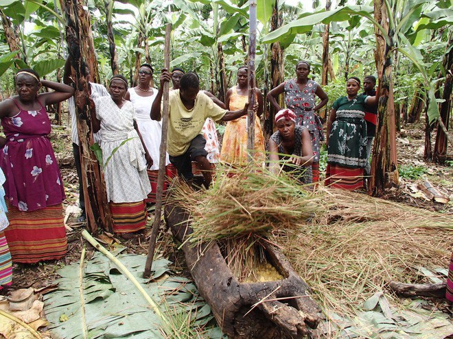 Đổ đống chuối chín vào thân cây rồi giẫm nát: Loại nước uống thử 1 lần là nhớ mãi - 12