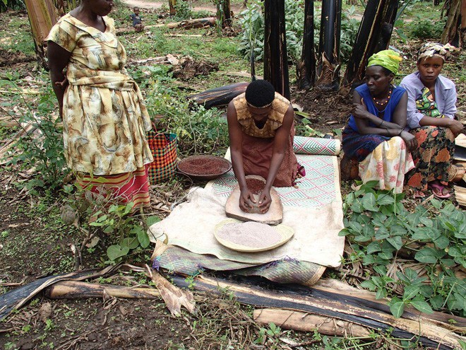 Đổ đống chuối chín vào thân cây rồi giẫm nát: Loại nước uống thử 1 lần là nhớ mãi - 13