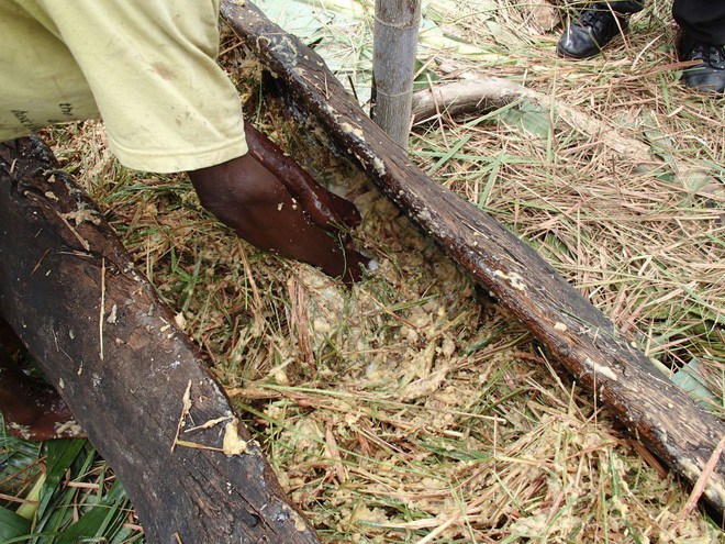 Đổ đống chuối chín vào thân cây rồi giẫm nát: Loại nước uống thử 1 lần là nhớ mãi - 14
