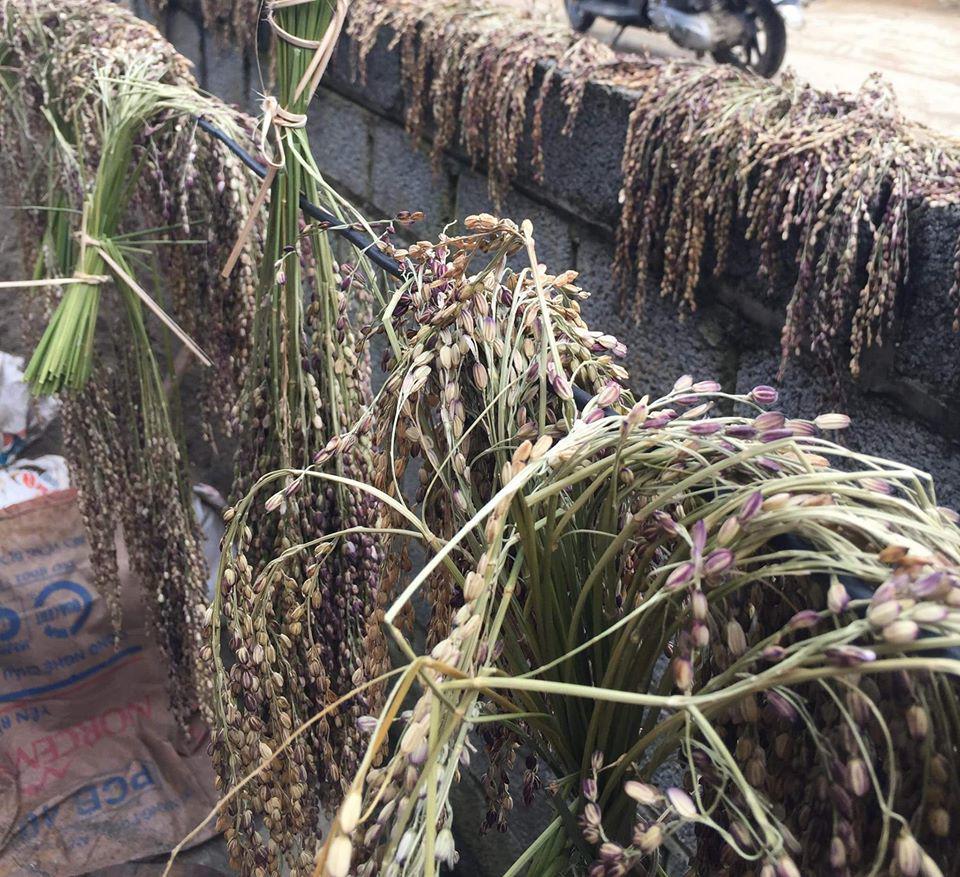 Lên Tây Bắc nếm thử cốm già khẩu hang ngon quên đời, nhiều người mua về làm quà - 2