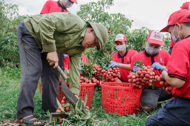 Bản tin tiêu dùng: Sự thật nguồn gốc nước dừa có giá 20.000 đồng/lít được bán la liệt chợ mạng - 3