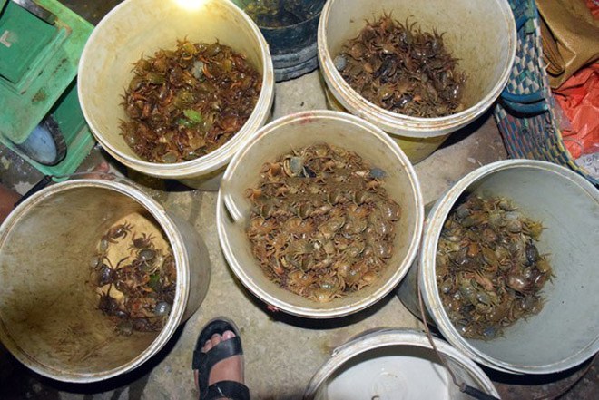 Bản tin tiêu dùng: Sự thật nguồn gốc nước dừa có giá 20.000 đồng/lít được bán la liệt chợ mạng - 5