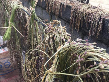 Lên Tây Bắc nếm thử cốm già khẩu hang ngon quên đời, nhiều người mua về làm quà