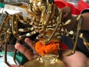 Tiêu dùng - Tôm hùm ôm trứng giá siêu rẻ chỉ 450.000 đồng/kg đổ bộ Hà Nội: Nên mua không?