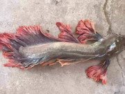 Xem ăn chơi - Cá trê râu 8 cọng và những siêu đột biến kỳ bí độc nhất đất Việt