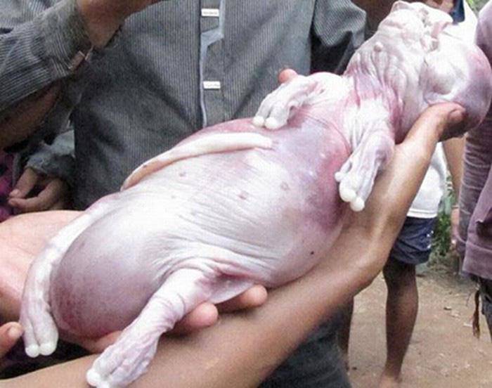 Cá trê râu 8 cọng và những siêu đột biến kỳ bí độc nhất đất Việt - 5