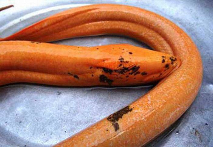 Cá trê râu 8 cọng và những siêu đột biến kỳ bí độc nhất đất Việt - 6