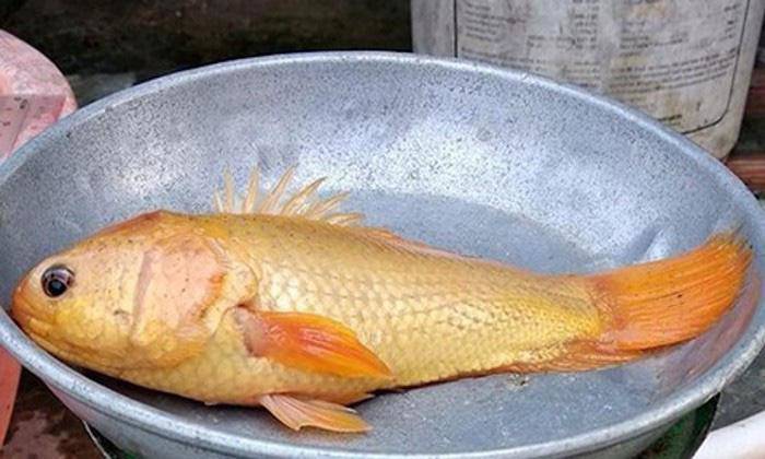Cá trê râu 8 cọng và những siêu đột biến kỳ bí độc nhất đất Việt - 10